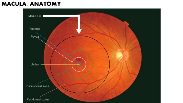 Age related macular degeneration nitin
