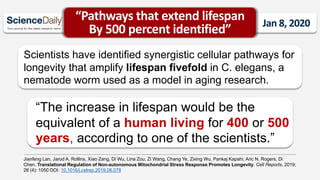 Scientists have identified synergistic cellular pathways for
longevity that amplify lifespan fivefold in C. elegans, a
nematode worm used as a model in aging research.
“The increase in lifespan would be the
equivalent of a human living for 400 or 500
years, according to one of the scientists.”
Jianfeng Lan, Jarod A. Rollins, Xiao Zang, Di Wu, Lina Zou, Zi Wang, Chang Ye, Zixing Wu, Pankaj Kapahi, Aric N. Rogers, Di
Chen. Translational Regulation of Non-autonomous Mitochondrial Stress Response Promotes Longevity. Cell Reports, 2019;
28 (4): 1050 DOI: 10.1016/j.celrep.2019.06.078
“Pathways that extend lifespan
By 500 percent identified” Jan 8, 2020
 