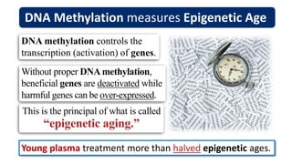 DNA methylation controls the
transcription (activation) of genes.
Without proper DNAmethylation,
beneficial genes are deactivated while
harmful genes can be over-expressed.
DNA Methylation measures Epigenetic Age
Young plasma treatment more than halved epigenetic ages.
This is the principal of what is called
“epigenetic aging.”
 