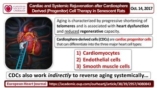 Oct.14,2017
Cardiac and Systemic Rejuvenation after Cardiosphere
Derived (Progenitor) Cell Therapy in Senescent Rats
Aging is characterized by progressive shortening of
telomeres and is associated with heart dysfunction
and reduced regenerative capacity.
CDCs also work indirectly to reverse aging systemically…
https://academic.oup.com/eurheartj/article/38/39/2957/4080843
1) Cardiomyocytes
2) Endothelial cells
3) Smooth muscle cells
Cardiosphere-derivedcells(CDCs)are cardiacprogenitorcells
thatcandifferentiateintothethreemajorheartcelltypes:
 