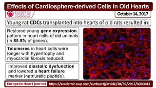 October14,2017
Effects of Cardiosphere-derived Cells in Old Hearts
Young rat CDCs transplanted into hearts of old rats resulted in:
https://academic.oup.com/eurheartj/article/38/39/2957/4080843
Restored young gene expression
pattern in heart cells of old animals
(in 85.5% of genes).
Telomeres in heart cells were
longer with hypertrophy and
myocardial fibrosis reduced.
Improved diastolic dysfunction
and lowered a heart failure
marker (natriuretic peptide).
 