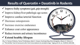  Improvefrailtysymptoms(gait,gripstrength)
 Improve kidney/liver pathologic age scores
 Improve cardiac/arterial function
 Decrease osteoporosis
 Increase exercise endurance
 Enhance coat color appearance
 Reduce tremors and urinary incontinence
 Extend healthy lifespan
Results of Quercetin + Dasatinib in Rodents
Zhu, Yi, Tamara Tchkonia, Tamar Pirtskhalava, Adam C. Gower, Husheng Ding, Nino Giorgadze, Allyson K. Palmer et
al. "The Achilles’ heel of senescent cells: from transcriptome to senolytic drugs." Aging cell 14, no. 4 (2015): 644-658.
 