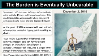 The Burden is Eventually Unbearable
Senescent cell’s turnover in 5 days in 3-month-old
mice but take 25 days in 22-month-old mice. This
model predicts a vicious cycle where senescent
cells accumulate faster and are degraded slower.
"Our results suggest that treatments that
remove senescent cells can have a double
benefit: an immediate benefit from a
reduced senescent cell load, and a longer-term
benefit from increased senescent cell removal."
At the point of 30% senescent cell load animals
often appear to reach a tipping point resulting in
death.
https://www.nature.com/articles/s41467-019-13192-4
December 2, 2019
 