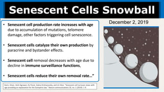 Karin, Omer, Amit Agrawal, Ziv Porat, Valery Krizhanovsky, and Uri Alon. "Senescent cell turnover slows with
age providing an explanation for the Gompertz law." Nature communications 10, no. 1 (2019): 1-9.
Senescent Cells Snowball
• Senescent cell production rate increases with age
due to accumulation of mutations, telomere
damage, other factors triggering cell senescence.
• Senescent cells catalyze their own production by
paracrine and bystander effects.
• Senescent cell removal decreases with age due to
decline in immune surveillance functions,
• Senescent cells reduce their own removal rate…”
December 2, 2019
 