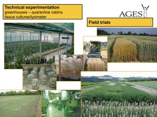 www.ages.at 34
Field trials
Technical experimentation
greenhouses – quarantine cabins
tissue cultures/lysimeter
 