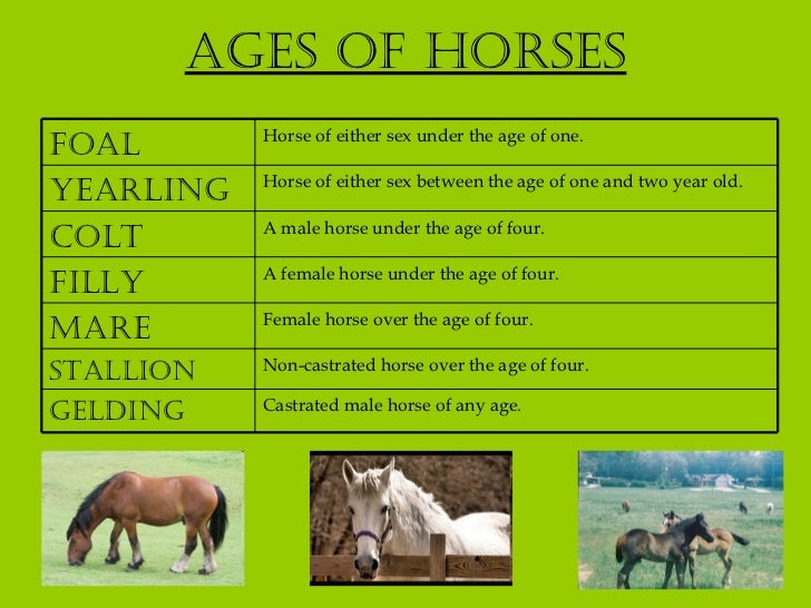 Ages of Horses