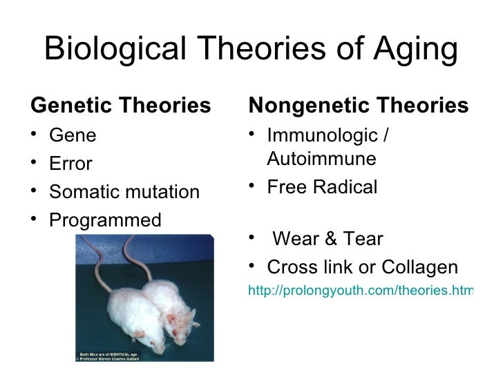 activity theory continuity theory disengagement theory