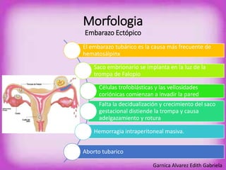 Morfologia 
Embarazo Ectópico 
El embarazo tubárico es la causa más frecuente de 
hematosálpinx 
Saco embrionario se implanta en la luz de la 
trompa de Falopio 
Células trofoblásticas y las vellosidades 
coriónicas comienzan a invadir la pared 
Falta la decidualización y crecimiento del saco 
gestacional distiende la trompa y causa 
adelgazamiento y rotura 
Hemorragia intraperitoneal masiva. 
Aborto tubarico 
Garnica Alvarez Edith Gabriela 
 