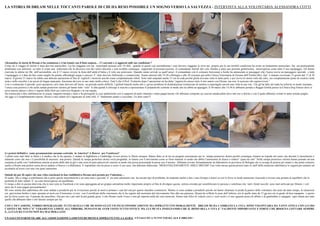 LA STORIA DI DREAM NELLE TOCCANTI PAROLE DI CHI HA RESO POSSIBILE UN SOGNO VERSO LA SALVEZZA - INTERVISTA ALLA VOLONTARIA ALESSANDRA COTTI.




Alessandra, la storia di Dream ci ha commosso e ci ha tenuto con il fiato sospeso… Ci racconti e ci aggiorni sulle sue condizioni ?
Come sai il viaggio di ritorno è stato davvero particolare. Lui ha viaggiato con me nonostante pesasse solo 19 chili, quando in questi casi normalmente i cani devono viaggiare in stiva ma proprio per le sue terribili condizioni ha avuto un trattamento particolare. Sai era praticamente
disidratato con infezioni su tutto il corpo una setticemia che lo divorava con dei valori altissimi e non avrebbe comunque sopportato la pressurizzazione. Il comandante Salvati del volo Alitalia è stato una persona gentilissima, meravigliosa come tutto il suo equipaggio. Gli hanno
riservato le ultime tre file dell’aeromobile, era il 17 marzo ovvero la festa dell’unità d’Italia e il volo era semivuoto. Quando siamo arrivati su quell’aereo il comandante con il consueto benvenuto a bordo ha annunciato ai passeggeri che l’aereo aveva un passeggero speciale e tutto
l’equipaggio si è dato da fare come meglio ha potuto offrendogli acqua e carezze. E’ stato davvero bellissimo e commovente. Siamo atterrati alle 19.30 a Bologna e alle 20 eravamo già nella Clinica Veterinaria di Ozzano dell’Emilia (Bo). Qui’ è rimasto ricoverato 13 giorni dal 17 al 30
marzo. Il giorno 21 marzo ha subito una delicata operazione al fine di toglierli i monconi perché erano completamente infetti. Sono stati amputati anche 15 cm di coda perché gliela avevano rotta in tante parti, e poi aveva lo sterno rotto dai calci, era completamente pieno di cicatrici nella
testa e nelle orecchie e un pezzo di lingua mancante. Insomma davvero in uno stato molto critico. Tant’è che il Prof. Venturini dopo l’operazione mi ha detto “signora ho messo tutto il mio amore con Dream ma non le assicuro che sopravviverà.”
Così è cominciato il periodo post operatorio, ed è stato davvero all’inizio un periodo molto difficile. I globuli bianchi molto alti e i grossi problemi di disidratazione rischiavano di mettere a repentaglio ancora una volta la sua vita. Chi gli ha fatto del male ha infierito in modo inumano,
l’unica cosa positiva è che nella zampa posteriore sinistra gli hanno tolto “solo” le dita quindi il chirurgo è riuscito a riposizionare Il polpastrello centrale in modo che lui abbia un appoggio. Il 30 marzo alle 14,30 lo abbiamo portato a Reggio Emilia presso la Clinica Dog Fitness dove si
trova ancora adesso e dove è seguito dalla Dott.ssa Ludovica Dragone e la sua equipe.
Ha cominciato a fare riabilitazione in acqua, magneto-terapia e laser e ha proseguito le cure antibiotiche con il supporto di tante vitamine e tanta pappa buona. Gli abbiamo comprato un cuscino antidecubito dove tutt’ora ci dorme e con il quale abbiamo evitato le tanto temute piaghe.
Ad oggi si è completamente ripreso. Riesce a star seduto ed è ingrassato di sette chili. E’ finalmente amato e coccolato. Un altro cane!!!




Le protesi definitive come preannunciato saranno costruite in America? A Denver per l’esattezza?
I calchi sono stati fatto in Italia e il medico che lo ha operato, è andato in Inghilterra a Cambridge ovvero presso la filiale europea. Hanno fatto su di lui un progetto unicamente per la zampa posteriore destra perché comunque rimarrà un tripode nel senso che davanti il moncherino è
talmente corto che non c’è possibilità di ancorare una protesi. Quindi la zampa posteriore destra verrà progettata in titanio con il movimento come se fosse naturale in modo che abbia l’autonomia di alzarsi e sedersi “quasi da solo”.Nella zampa posteriore sinistra hanno pensato ad una
scarpina in pelle con l’imbottitura interna al posto delle dita in gel e una sorta di para antiscivolo esterna in modo che possa assicurargli la presa con il terreno. Abbiamo trovato fortunatamente un laboratorio in provincia di Bologna che si occupa di protesi per umani e che potrà costruire
anche a Dream una protesi senza dover andare a Denver o a Baltimora. E soprattutto che ha preso a cuore il suo caso, che abbiamo battezzato “MERAVIGLIOSAMENTE ABILE DREAM! Una volta messa questa protesi tutto lo staff della medicina riabilitativa lo seguirà per aiutarlo ad
accettarla ed avere così una vita quasi autonoma.

Quindi mi par di capire che una volta conclusasi la fase riabilitativa Dream sarà pronto per l’adozione…
Si esatto. Ma ci tengo a sottolineare che a parte queste menomazioni è un cane sano e giovane. E’ un cane autonomo non ha nessun tipo di problema, ha imparato anche a fare i suoi bisogni a tirarsi su con le forze in modo autonomo riuscendo a trovare una postura in equilibrio che le
permetta di stare seduto. E’ un cane meraviglioso ed equilibrato.
Ci tengo a dire in questa intervista che io non sono su Facebook e mi sono appoggiata ad un gruppo animalista molto importante proprio al fine di divulgare questa notizia orrenda per sensibilizzare le persone e sottolineo che tutti i fondi raccolti sono stati utilizzati per Dream, i voli
aerei me li sono pagati personalmente!
Mi sono sentita dire addirittura che sono andata a prenderlo per la vivisezione perché al nord si portano i cani del sud per questo macabro commercio. Mentre io sono andata a prenderlo perche mi hanno chiamato in preda la panico delle volontarie che aiuto da tanto tempo, la situazione
era gravissima.Inoltre è stato spostato al nord con il benestare ovvero con il certificato della veterinaria che lo ha seguito dal momento del ritrovamento fino alla sua partenza. Dream ha sofferto le pene dell’inferno, era in quello stato da 15 gg non era in grado di bere mangiare e questo
per lui deve essere ora il passato da cancellare. Ora per me e per tutti la più grande gioia è che Dream vuole vivere e non gli importa nulla dei suoi monconi. Siamo tutti felici di vederlo così e i suoi occhi e il suo sguardo pieno di affetto e di gratitudine ci ripagano ogni istante per tutto
quello che abbiamo fatto e che faremo sempre per lui.

CON L’OCCASIONE, VORREI RINGRAZIARE TUTTI QUELLI CHE MI SONO STATI VICINI ECONOMICAMENTE MA SOPRATTUTTO MORALMENTE. DREAM MI HA CAMBIATO LA VITA. SONO VOLONTARIA DA TANTI ANNI E CON LUI HO
CAPITO CHE NON C’E’ VERAMENTE LIMITE ALL’ORRORE, PENSAVO DI AVER VISTO TUTTO INVECE NO, LUI MI STA INSEGNANDO CHE IL DONO DELLA VITA E’ TALMENTE IMPORTANTE E FORTE CHE BISOGNA LOTTARE SEMPRE
E...LUI LO HA FATTO NON HA MAI MOLLATO!

UN SALUTO PARTICOLARE ALL’ASSOCIAZIONE LAMENTO RUMENO E SOPRATTUTTO A LAURA! UN SALUTO A TUTTI VOI DA ALE E DREAM !
 