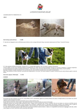 Lamento Rumeno Onlus
AGGIORNAMENTI II TRIMESTRE 2011

ARGO




Interventi per protesi all’anca         € 6.000

E’ stato davvero impegnativo per noi affrontare questo ulteriore costo a sostegno del piccolo Argo, nuovamente operato presso la Clinica Vezzoni di Cremona


PITTA




Ci e' stata segnalata da Milena Piazzalunga, volontaria che si e' occupata della cagnolina e che ci ha fornito le seguenti informazioni:
Trovata a Napoli, un mese fa ha evidenziato problemi di deambulazione ed è subito stata ricoverata all'ospedale veterinario di Tavazzano. Sottoposta a 3 risonanze magnetiche,
le è stata diagnosticata una melinco encefalite granulomatosa e, dopo l'ultimo esame, una lesione alla III vertebra con diffusione della malattia a livello midollare.
Purtroppo la malattia ha colpito inizialmente il suo cervello (che ora è sotto controllo), lasciando lesioni non curabili chirurgicamente.
Pitta e’ stata trasferita in Clinica Valcurone; senza particolari miglioramenti e con un piu’ che minimo margine di recupero, continua ad essere amorevolmente seguita e curata da
Milena

Intervento, degenza e fisioterapia        € 1.910

GEORGE




Proveniente dal canile di Palermo, ha circa 5/6; e' stato affidato a Forli' e naturalmente, appena ha accennato problemi alle zampe, la famiglia adottiva lo ha rifiutato non volendo
sostenere le spese necessarie per curarlo.
Abbiamo deciso di prenderci cura di lui trasferendolo presso la clinica del Dott. Zeira.
Ha gia' subito due interventi; il primo luglio e’ stato portato alla clinica Via Emilia di Sordio per iniziare la fisioterapia.
Attualmente presenta una steccatura rigida sull'anteriore destro. Vengono tolte le fasciature tutti i giorni e sottoposto l'arto ad una terapia con ozono per controllare piccole
piaghe da decubito presenti e riattivare il circolo vascolare che al momento è abbastanza fermo. Le dita hanno una posizione scorretta e non sembrano essere in grado di
assumere volontariamente un posizione di appoggio adeguata. L'arto di sinistra non è stato toccato e mantiene la posizione patologica di iperflessione del carpo.
Lo scopo della fisioterapia è prima di tutto riattivare la circolazione dell'arto anteriore destro e vedere se è recuperabile una funzione di appoggio sulle dita, inoltre
viene eseguito un lavoro sulla forte atrofia muscolare della spalla.
 