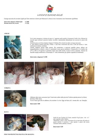 Lamento Rumeno Onlus
George necessita di un tutore rigido per l'arto anteriore sinistro per bilanciare le altezze che al momento sono fortemente squilibrate.

Intervento, degenza e fisioterapia    € 1.000
Restano ancora da versare             € 2.244




AMELIE


                                                Tra le tante emergenze e richieste di aiuto si e’ aggiunta anche quella di Annamaria Cirafici che a Palermo ha
                                                raccolto quasi morente la piccola Amelie, investita e naturalmente abbandonata non soccorsa in mezzo alla
                                                strada.
                                                Trasferita presso la Clinica Quattro Zampe di Villabate (PA) Amelie ha subito un lungo intervento:
                                                E’ stata ridotta la frattura alla tibia e fibula; e’ stata fatta l’ostectomia alla testa e collo del femore; e’ stata
                                                stabilizzata la frattura vertebrale.
                                                Amelie migliora giorno dopo giorno. Ha cominciato a muovere qualche passo; adesso sta
                                                tranquillamente in piedi e riesce a camminare senza grossi problemi. L'ematocrito è in risalita (da
                                                27% a 30% in 10 giorni), le proteine totali sono nella norma, il peso in lieve aumento. Ancora sta
                                                facendo terapia antibiotica e fisioterapia. E’ sotto trattamento per quanto riguarda la leishmania


                                                Intervento e degenza € 2.290




YORKINA




                                                Abbiamo dato aiuto economico per l’intervento subito dalla piccola Yorkina operata presso la clinica
                                                del Dott. Offer Zeira.
                                                Aveva l'utero già rotto in addome e ha rischiato la vita. Oggi sta bene ed è tornata alla sua famiglia.

                                                Intervento € 200




RUFUS



                                                                                               Anche lui uno Yorkino di 10 anni, neanche 4 kg di peso, che ci e’
                                                                                               stato segnalato dalla Calabria.
                                                                                                Malmenato e preso a calci, necessitava di un intervento all’occhio in
                                                                                               quanto atrofico. Il piccolo e’ stato operato e grazie alla nostra
                                                                                               volontaria Sarah, adottato a Firenze

                                                                                               Intervento € 245




PER I NOSTRI PICCOLI FRATELLI DI ARAGONA
 