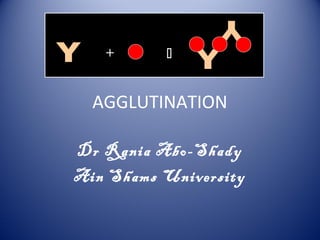+  
AGGLUTINATION 
Dr Rania Abo-Shady 
Ain Shams University 
 