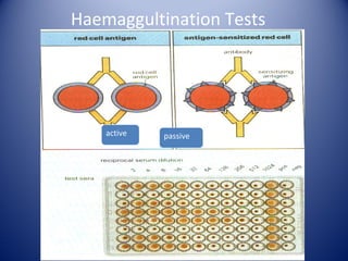Haemaggultination Tests 
active passive 
 