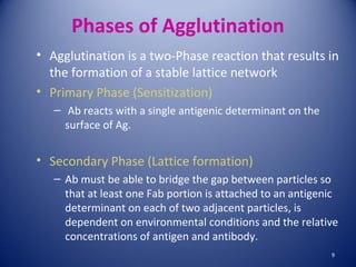 Phases of Agglutination 
• Agglutination is a two-Phase reaction that results in 
the formation of a stable lattice network 
• Primary Phase (Sensitization) 
– Ab reacts with a single antigenic determinant on the 
surface of Ag. 
• Secondary Phase (Lattice formation) 
– Ab must be able to bridge the gap between particles so 
that at least one Fab portion is attached to an antigenic 
determinant on each of two adjacent particles, is 
dependent on environmental conditions and the relative 
concentrations of antigen and antibody. 
9 
 
