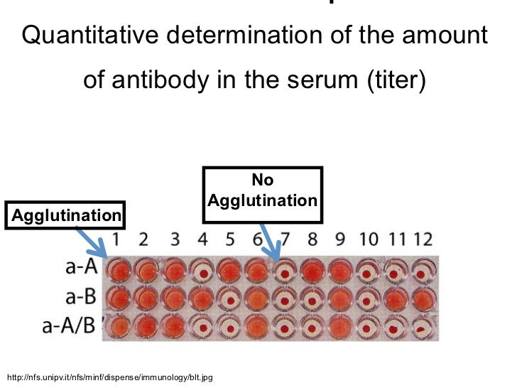 agglutination