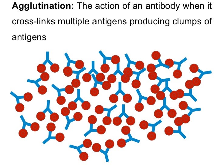 agglutination