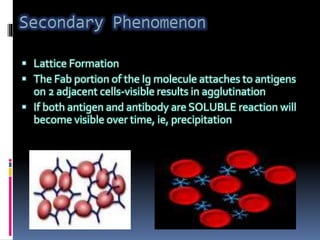  Lattice Formation
 The Fab portion of the Ig molecule attaches to antigens
on 2 adjacent cells-visible results in agglutination
 If both antigen and antibody are SOLUBLE reaction will
become visible over time, ie, precipitation
 