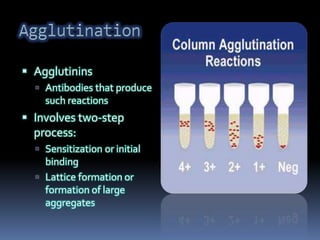  Agglutinins
 Antibodies that produce
such reactions
 Involves two-step
process:
 Sensitization or initial
binding
 Lattice formation or
formation of large
aggregates
 