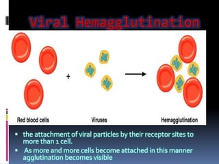  the attachment of viral particles by their receptor sites to
more than 1 cell.
 As more and more cells become attached in this manner
agglutination becomes visible
 