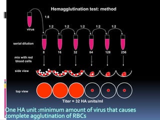 Titer = 32 HA units/ml
Hemagglutination test: method
1:8
1:2 1:21:21:21:2
8 16 32 64 128 256
virus
serial dilution
mix with red
blood cells
side view
top view
One HA unit :minimum amount of virus that causes
complete agglutination of RBCs
 