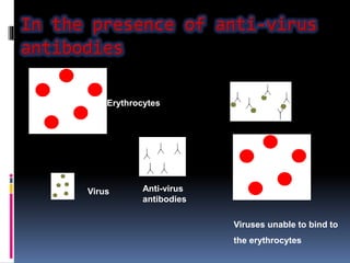 Erythrocytes
Virus Anti-virus
antibodies
Viruses unable to bind to
the erythrocytes
 
