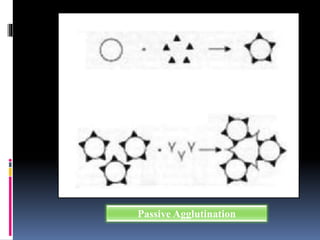 Passive Agglutination
Carrier
Particle
Soluble
Antigen
Coated
Particle
Coated Particle Antibody Agglutination
 