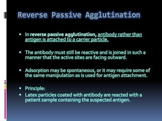  In reverse passive agglutination, antibody rather than
antigen is attached to a carrier particle.
 The antibody must still be reactive and is joined in such a
manner that the active sites are facing outward.
 Adsorption may be spontaneous, or it may require some of
the same manipulation as is used for antigen attachment.
 Principle:
 Latex particles coated with antibody are reacted with a
patient sample containing the suspected antigen.
 