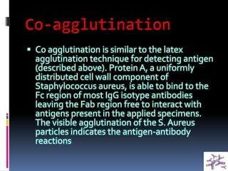  Co agglutination is similar to the latex
agglutination technique for detecting antigen
(described above). Protein A, a uniformly
distributed cell wall component of
Staphylococcus aureus, is able to bind to the
Fc region of most IgG isotype antibodies
leaving the Fab region free to interact with
antigens present in the applied specimens.
The visible agglutination of the S. Aureus
particles indicates the antigen-antibody
reactions
 