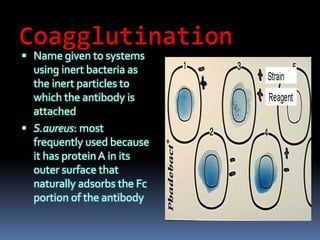  Name given to systems
using inert bacteria as
the inert particles to
which the antibody is
attached
 S.aureus: most
frequently used because
it has proteinA in its
outer surface that
naturally adsorbs the Fc
portion of the antibody
 