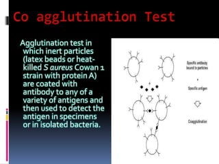 Agglutination test in
which inert particles
(latex beads or heat-
killed S aureus Cowan 1
strain with protein A)
are coated with
antibody to any of a
variety of antigens and
then used to detect the
antigen in specimens
or in isolated bacteria.
 
