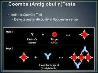 • Indirect Coombs Test
• Detects anti-erythrocyte antibodies in serum
Patient’s
Serum
Target
RBCs
+ ↔
Step 1
+ ↔
Coombs Reagent
(Antiglobulin)
Step 2
 