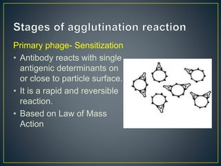 Primary phage- Sensitization
• Antibody reacts with single
antigenic determinants on
or close to particle surface.
• It is a rapid and reversible
reaction.
• Based on Law of Mass
Action
 