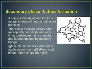 • A single antibody molecule binds to
antigenic determinants on adjacent
particles.
• The visible reaction occur under
appropriate conditions and over
time, particles remain connected
and interconnected by antibody
bridge.
• IgM is 700 times more efficient in
agglutination than IgG (Restricted
hinge region of IgG than IgM)
 