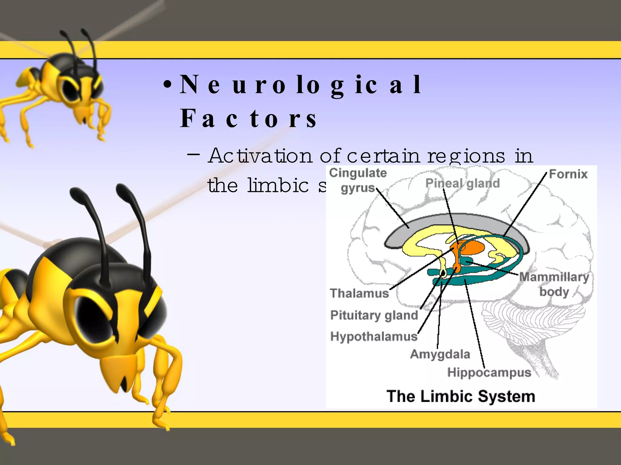 Neurological Factors Activation of certain regions in the limbic system 