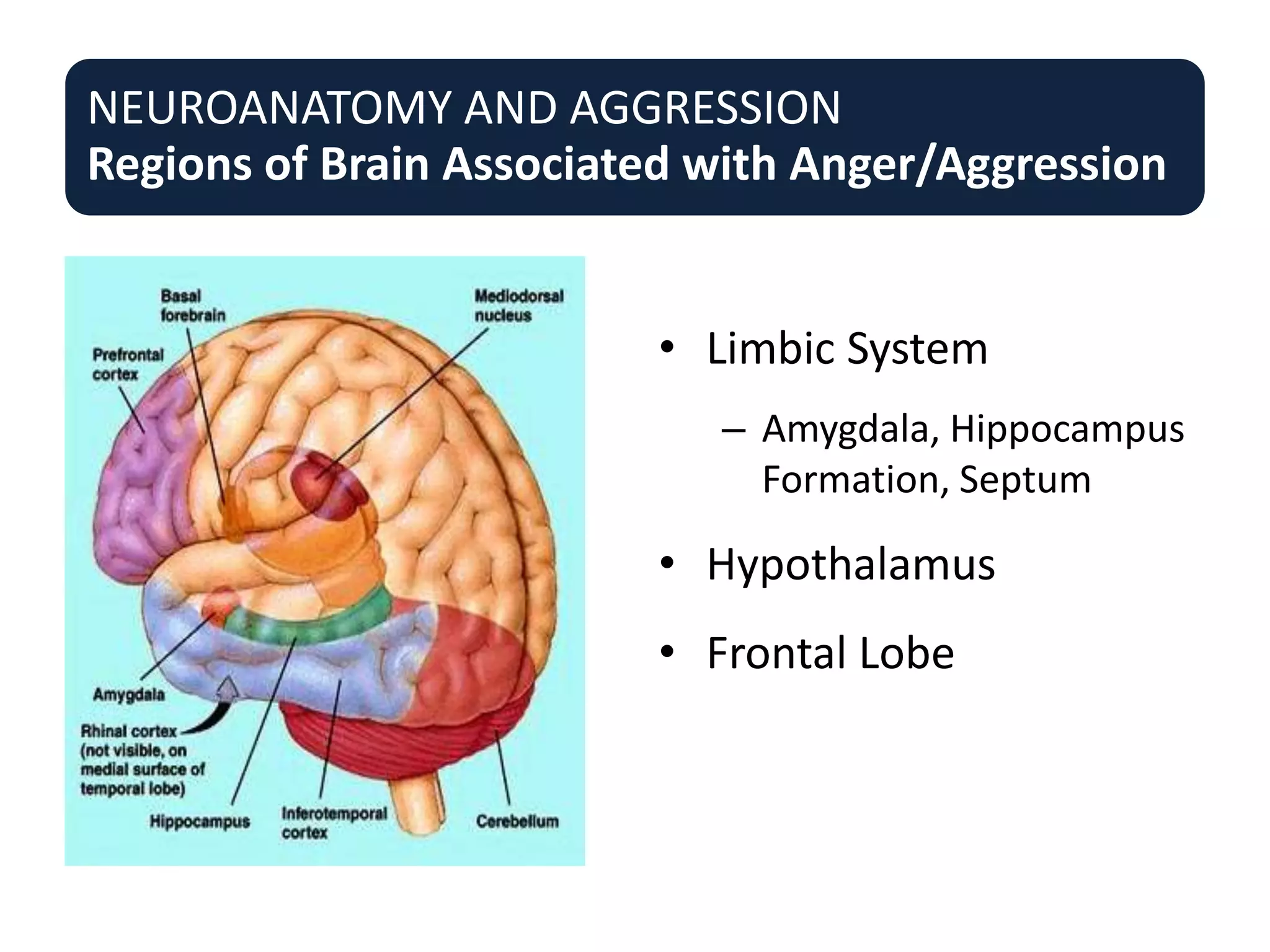 NEUROANATOMY AND AGGRESSION
Regions of Brain Associated with Anger/Aggression
• Limbic System
– Amygdala, Hippocampus
Formation, Septum
• Hypothalamus
• Frontal Lobe
 