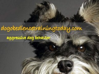 dogobediencetrainingtoday.com
  aggressive dog behavior
 