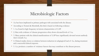 Microbiologic Factors
• A.a has been implicated as primary pathogen with associated with the disease.
• According to Tonneti & Mombelli, this link is based on following evidence:
• 1. A.a found in high frequency in lesions characteristics of LAP.
• 2. Sites with evidence of disease progression often shows elevated levels of A.a.
• 3. Many patients with the clinical manifestations of LAP have significantly elevated serum antibody
titers towards A.a.
• 4. Clinical studies shows co-relation between reduction in subgingival load of A.a. during treatment
and a successful clinical response.
• 5. A.a. produces a number of virulence factors that may contribute to the disease process.
 