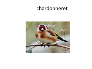 chardonneret
 
