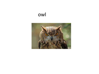 owl
 