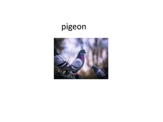 pigeon
 