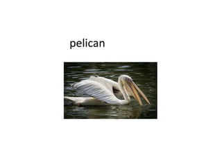 pelican
 