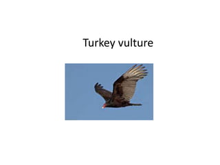 Turkey vulture
 