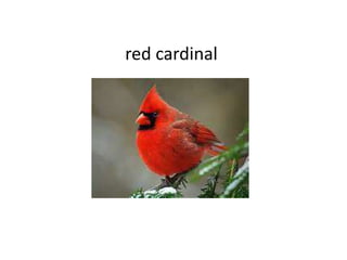 red cardinal
 