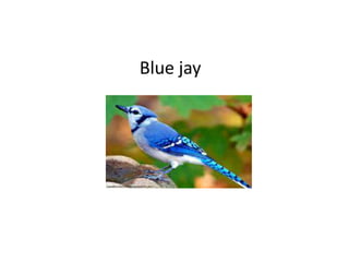 Blue jay
 