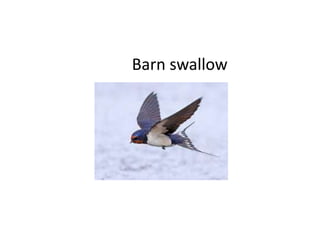 Barn swallow
 