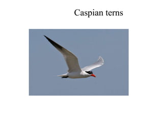 Caspian terns
 