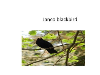 Janco blackbird
 