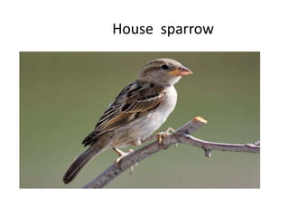 House sparrow
 
