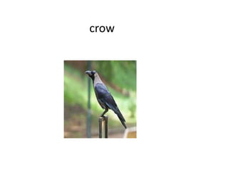 crow
 