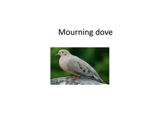 Mourning dove
 